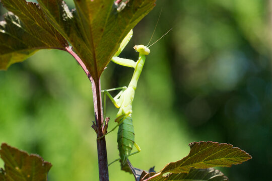 Close-up of male European Mantis or Praying Mantis clings gracefully to   thin plant stem, surrounded by lush green leaves in soft natural light. Selective focus