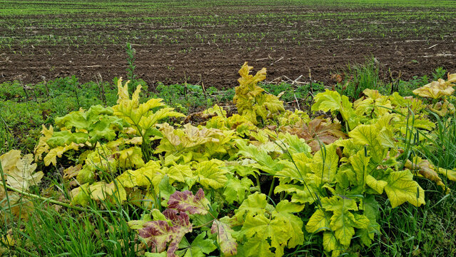 Hogweed treated with pesticides and herbicides. A close-up of the dangerous Sosnowsky's hogweed plant. It infests cropland.