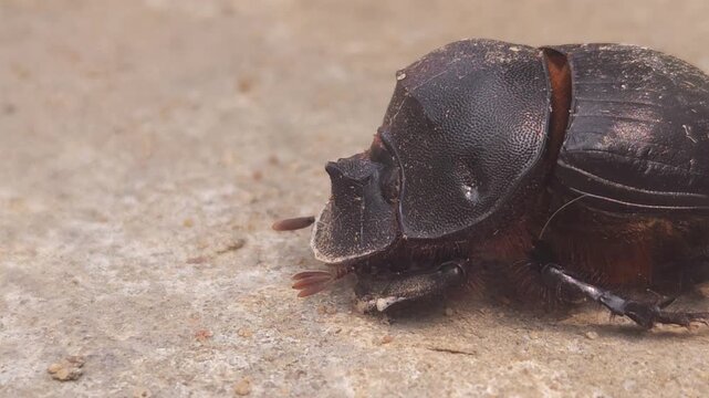 Macro footage of a black bull-headed dung beetle (Onthophagus taurus) crawling across a rock surface in its natural environment. The video showcases insect movement, body structure, and behavior