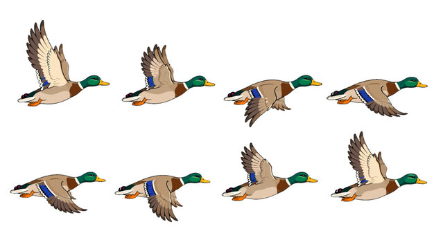 Flying duck wing pose sequence in colored vector frames