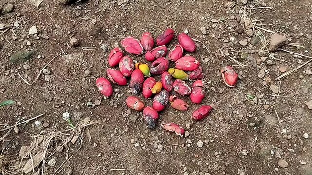 High angle wide shot of static colorful melinjo seeds showing a wide scattered distribution on dirt.
