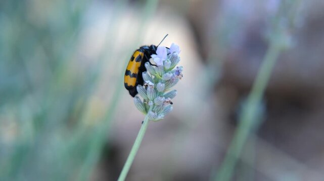 macro footage of a pollinator feasting on a lavender inflorescence against blurred colourful background, suitable for nature, clean environment, agriculture, entomology