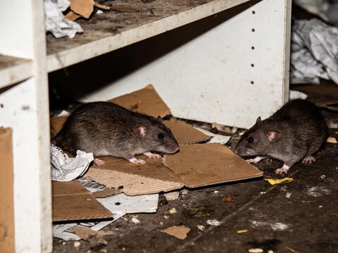 Two brown rats exploring a cluttered, dusty floor near a white shelf among scattered cardboard pieces.