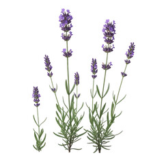 Obraz premium A detailed illustration of lavender plants in various stages of growth