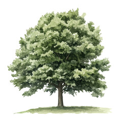 Fototapeta premium Hickory Tree, watercolor vector , isolated on a white background.