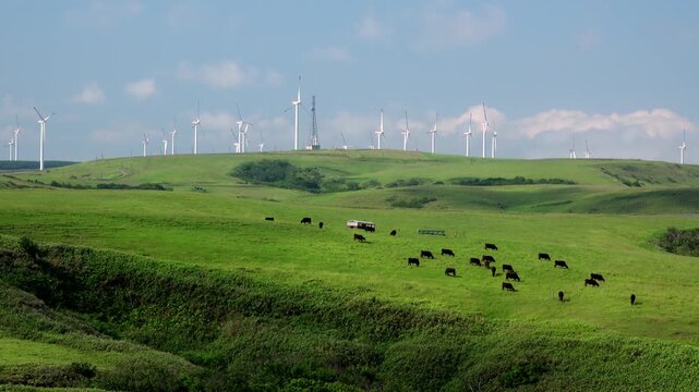 宗谷丘陵の風力発電と宗谷黒牛