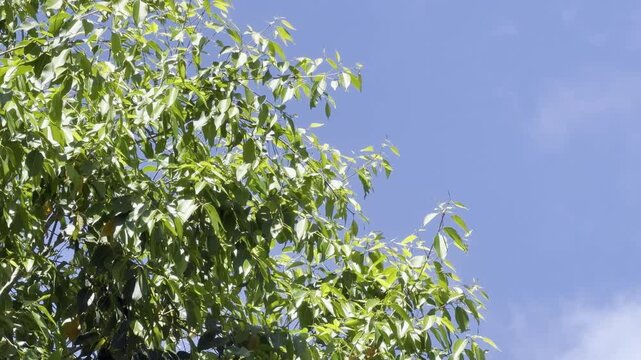Eucalyptus  is a genus of more than 700 species of flowering plants in the family Myrtaceae.  Honolulu, Oahu, Hawaii.  
