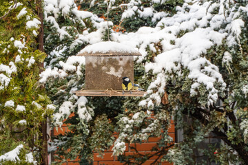 Bird feeder nestled among snow-covered pine branches. Small bird, chickadee, sits atop feeder's edge. Feeder itself is made of wire mesh and supported by metal structure. © SergioDenisenko