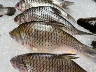 Obraz premium Fresh Freshwater Fish on Ice at Seafood Market