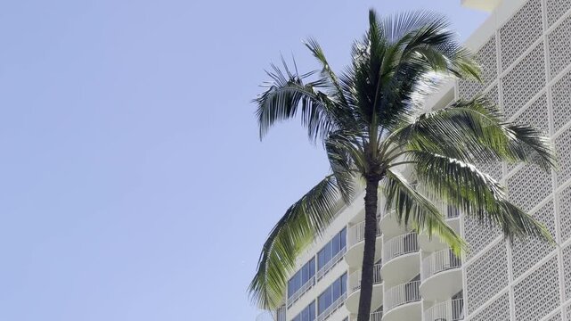 Coconut palm trees with the apartment or hotel building. Cocos nucifera is a member of the palm family (Arecaceae) and the only living species of the genus Cocos. Waikiki, Honolulu, Oahu, Hawaii