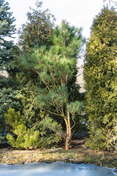 Partially frozen pond surrounded by tall evergreen trees and shrubs, with twisted Pinus densiflora Umbraculifera in foreground and natural, wooded background.