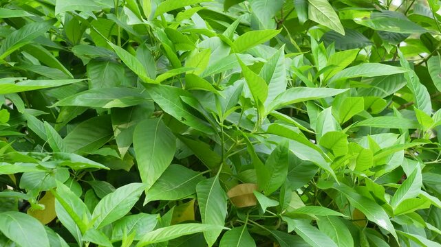 Lush vasaka plant thriving with fresh green leaves