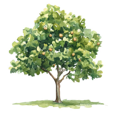 watercolor vector of Hazelnut Tree , isolated on a white background.