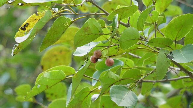 Lasoda fruits growing fresh on tree