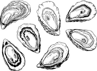 Hand-drawn of seven opened oysters on a white background © Mohammad