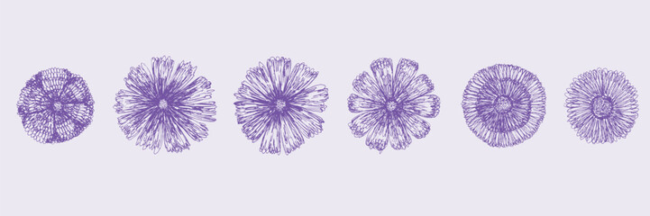 Cute purple sketch set of pen hand drawn whimsical vector floral engraved blossoms elements. Outline sketch round daisy flowers blooms for clipart design, pattern, greeting card decor, stickers © Tatahnka