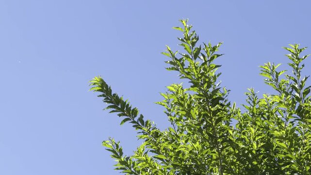 Citharexylum caudatum, Citharexylum is a genus of flowering plants in the verbena family, Verbenaceae.fiddlewoods or zitherwoods. Honolulu, Oahu, Hawaii.  
