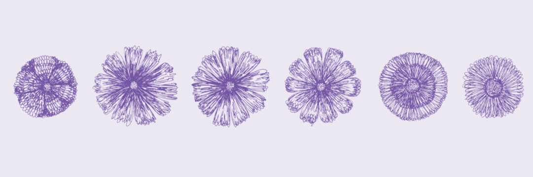 Cute purple sketch set of pen hand drawn whimsical vector floral engraved blossoms elements. Outline sketch round daisy flowers blooms for clipart design, pattern, greeting card decor, stickers