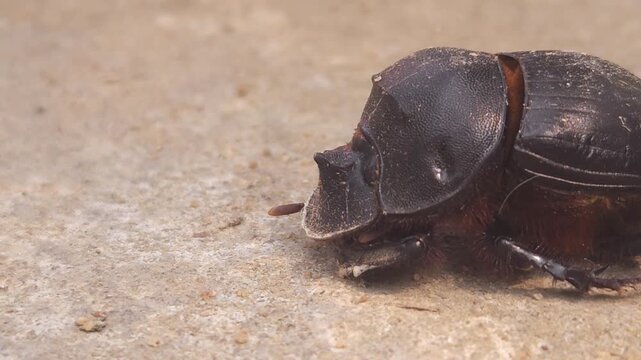 Macro footage of a black bull-headed dung beetle (Onthophagus taurus) crawling across a rock surface in its natural environment. The video showcases insect movement, body structure, and behavior