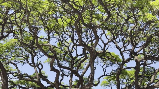 Samanea saman is a semi-deciduous species of flowering tree in the pea family, Fabaceae. Honolulu Oahu Hawaii. saman, rain tree and monkeypod
