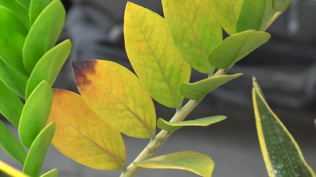green and yellow dying ZZ plant leaves outdoors during daytime.