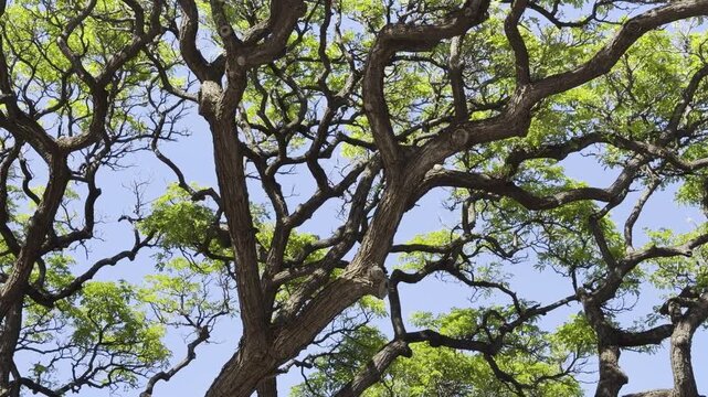 Samanea saman is a semi-deciduous species of flowering tree in the pea family, Fabaceae. Honolulu Oahu Hawaii. saman, rain tree and monkeypod