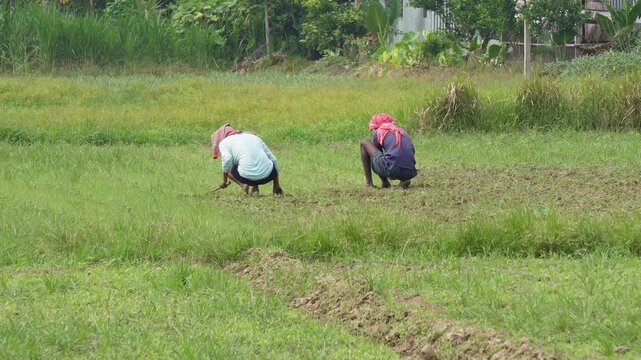 Farm worker cultivating crops with dedicated effort
