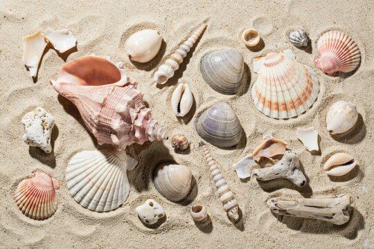 Assorted seashells, driftwood, and small stones scattered on textured beige sand, view of beach treasures on a sandy surface