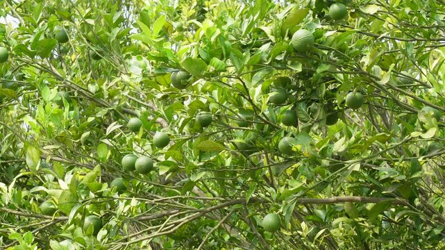 Mosambi tree thriving with fresh green fruits