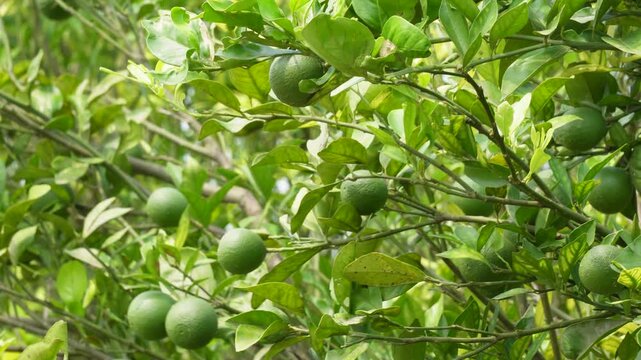 Green citrus fruits growing on healthy branch