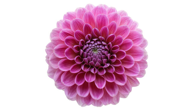 Pink dahlia flower with layered petals, isolated on transparent background