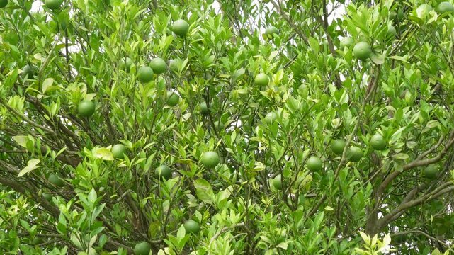 Green sweet lime tree loaded with fresh fruits
