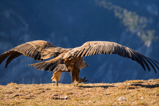 Action sequence of a wild Griffon Vulture (Gyps fulvus) maneuvering on a mountain slope
