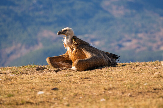 Griffon Vulture (Gyps fulvus) resting on a sunny mountain slope