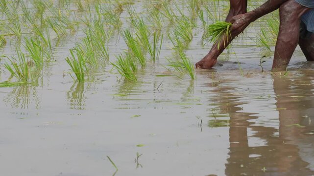 Indian farmer planting rice saplings in paddy field