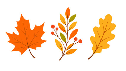 Autumn leaf set with maple oak and berry branch illustration © Mark