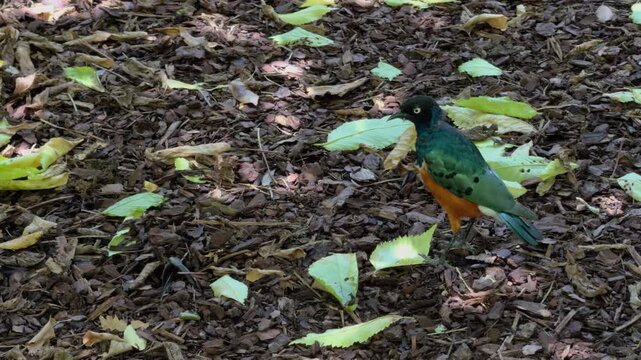 Superb Starling Foraging Across Colorful Leaf Litter