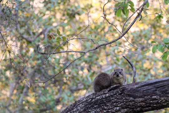 View of a rock hyrax perched on a tree branch in the Welgevonden Game Reserve, Waterberg District Municipality, Limpopo, South Africa.