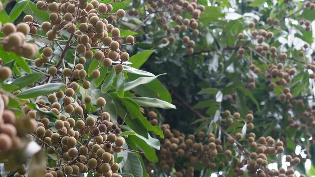 Longan fruits growing abundantly on tree