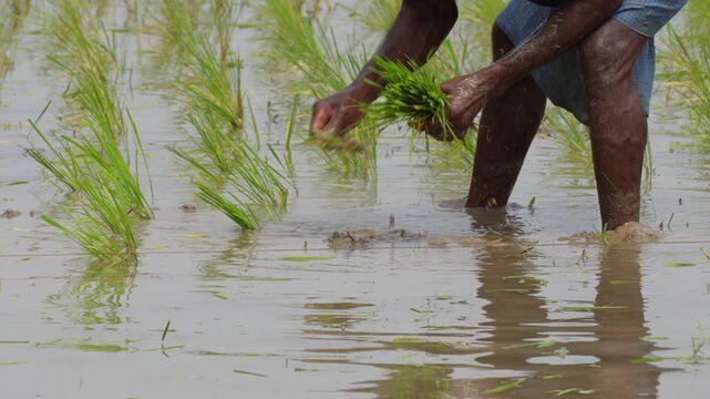 Farmer transplanting rice seedlings with care