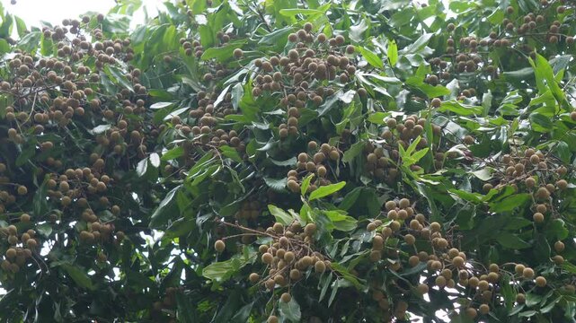 Longan fruit tree thriving with fresh harvest