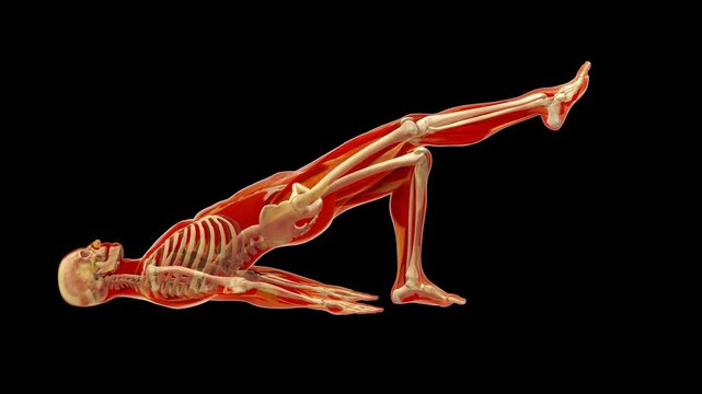 Anatomical Model Glute Bridge Rehabilitation Sagittal Profile Orientation Alpha Transparency Matte