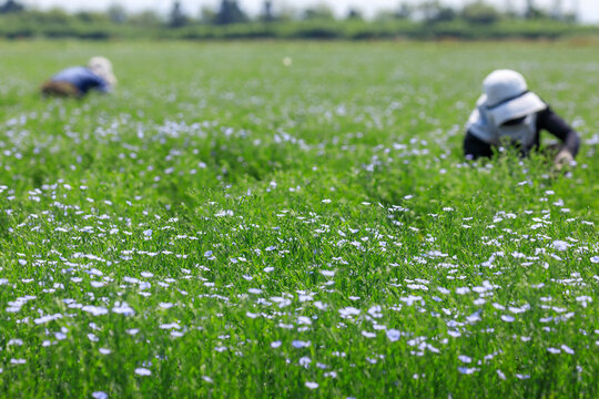 北海道当別町、畑一面に澄んだブルーの花を咲かせる亜麻【6月】