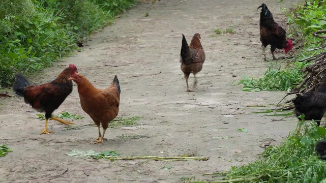 Free range chickens foraging naturally