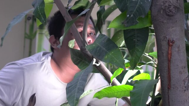 Asian man climbing and pruning a mango tree using old rusty shears outdoors.