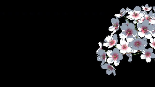 White cherry blossom on transparent background