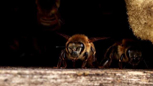 bee home
