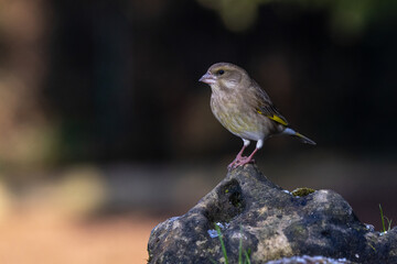 Fototapeta premium Grünfink (Carduelis chloris)