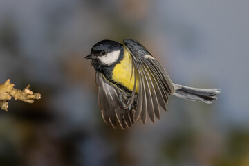 Kohlmeise (parus major) © Rolf Müller