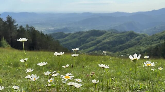 Margherite in un prato di montagna